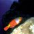 Animales Marinos &raquo; Peces de la costa